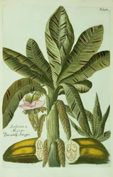 Banane, aus J. Weinmanns Phytanthoza Iconographia, 1734-45